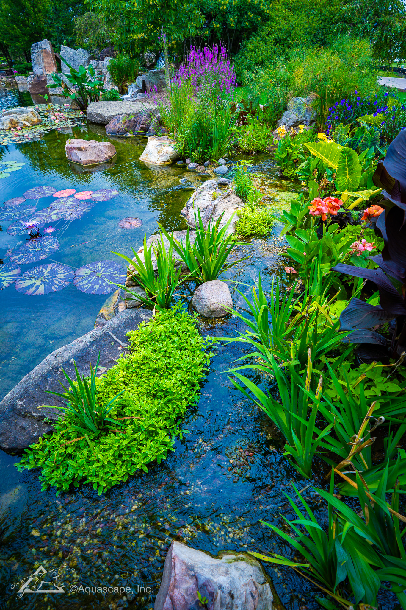 Aqualand Tropical Plantings 04 Custom koi pond installation in Tyler, Texas
